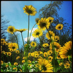 Sunflowers at Throssel Hole Buddhist Abbey. Photo by Maria Stephenson
